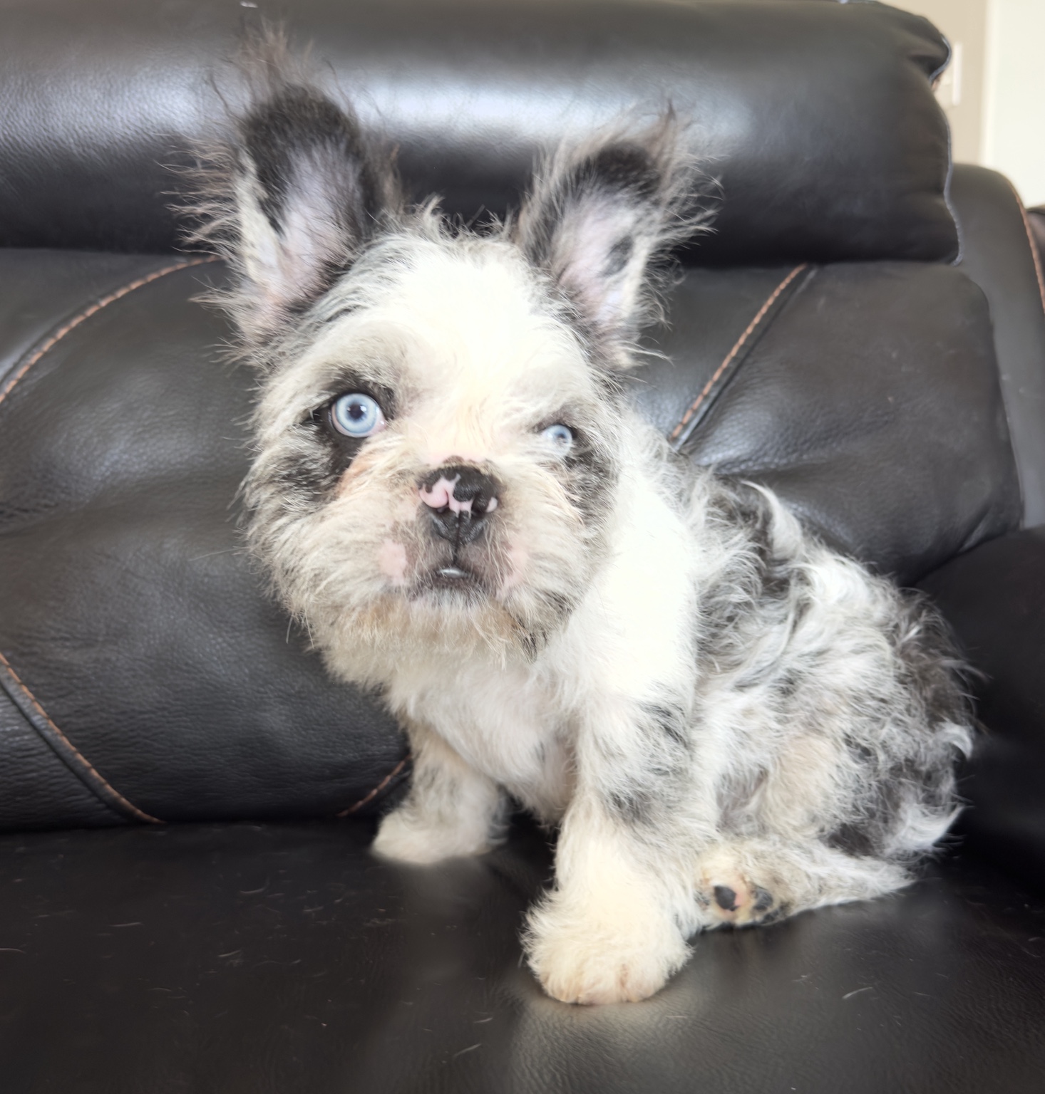 Armani, a French Bulldog at Noble Frenchies