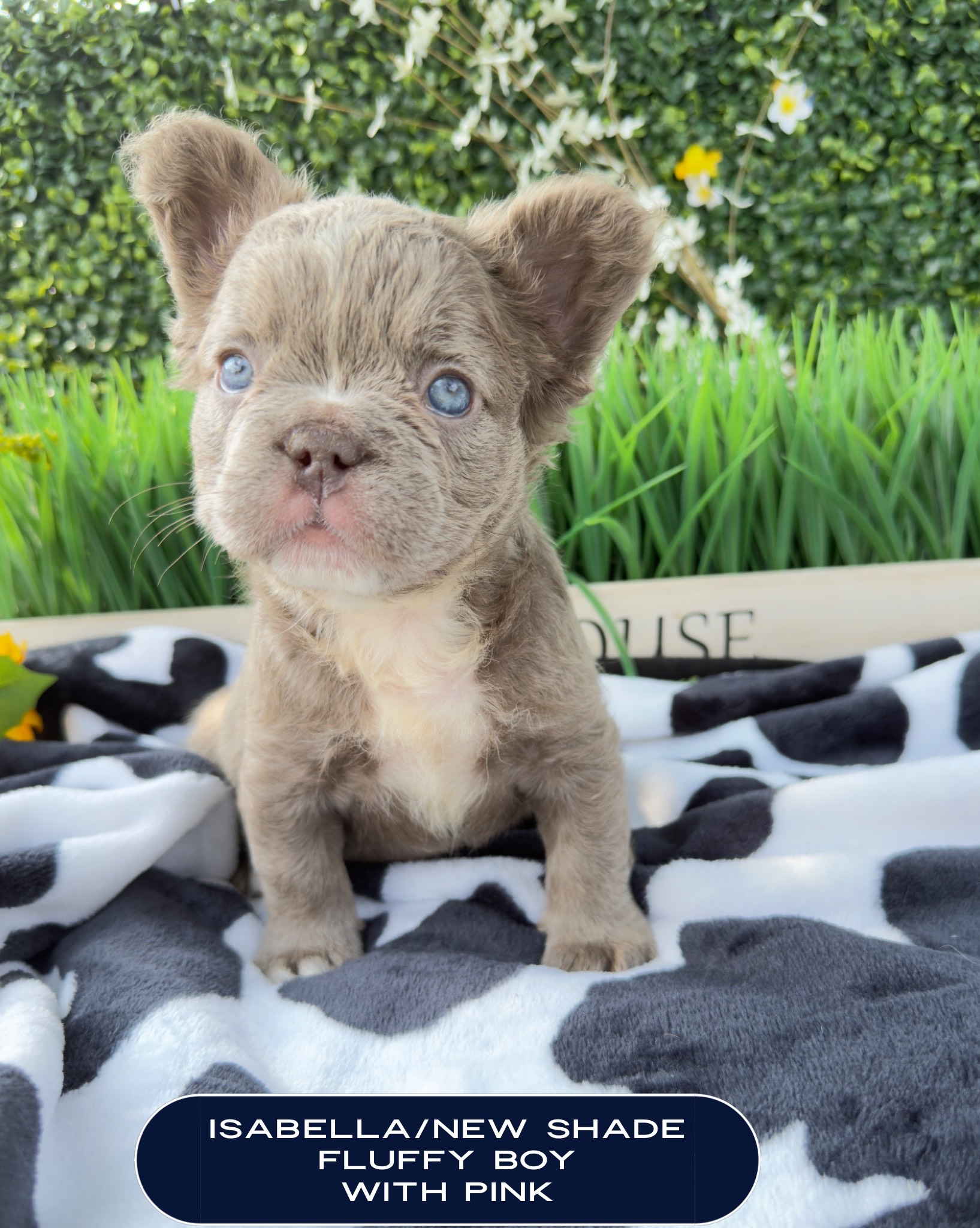A fluffy French Bulldog puppy with blue eyes