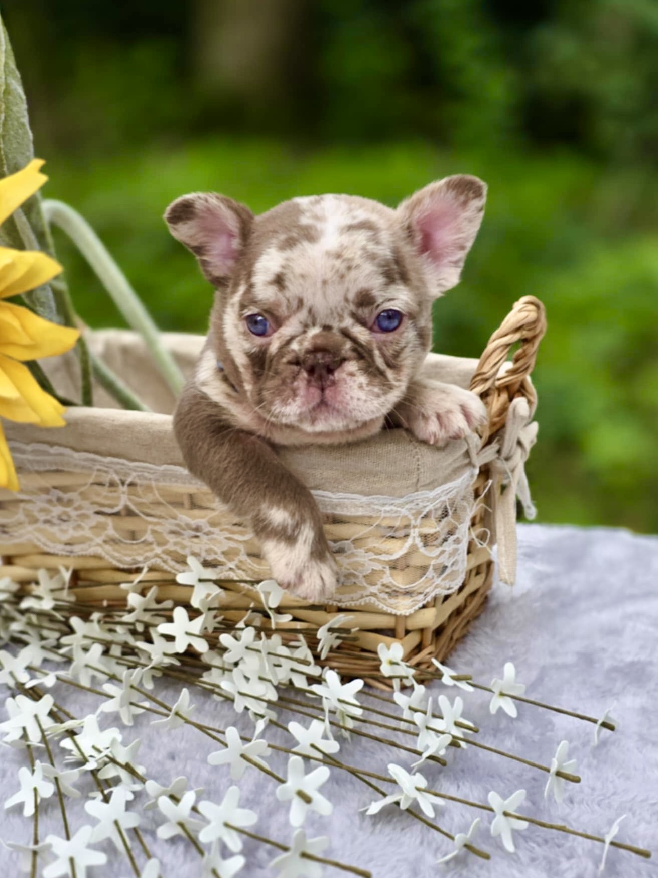 A merle French Bulldog puppy resting in a basket