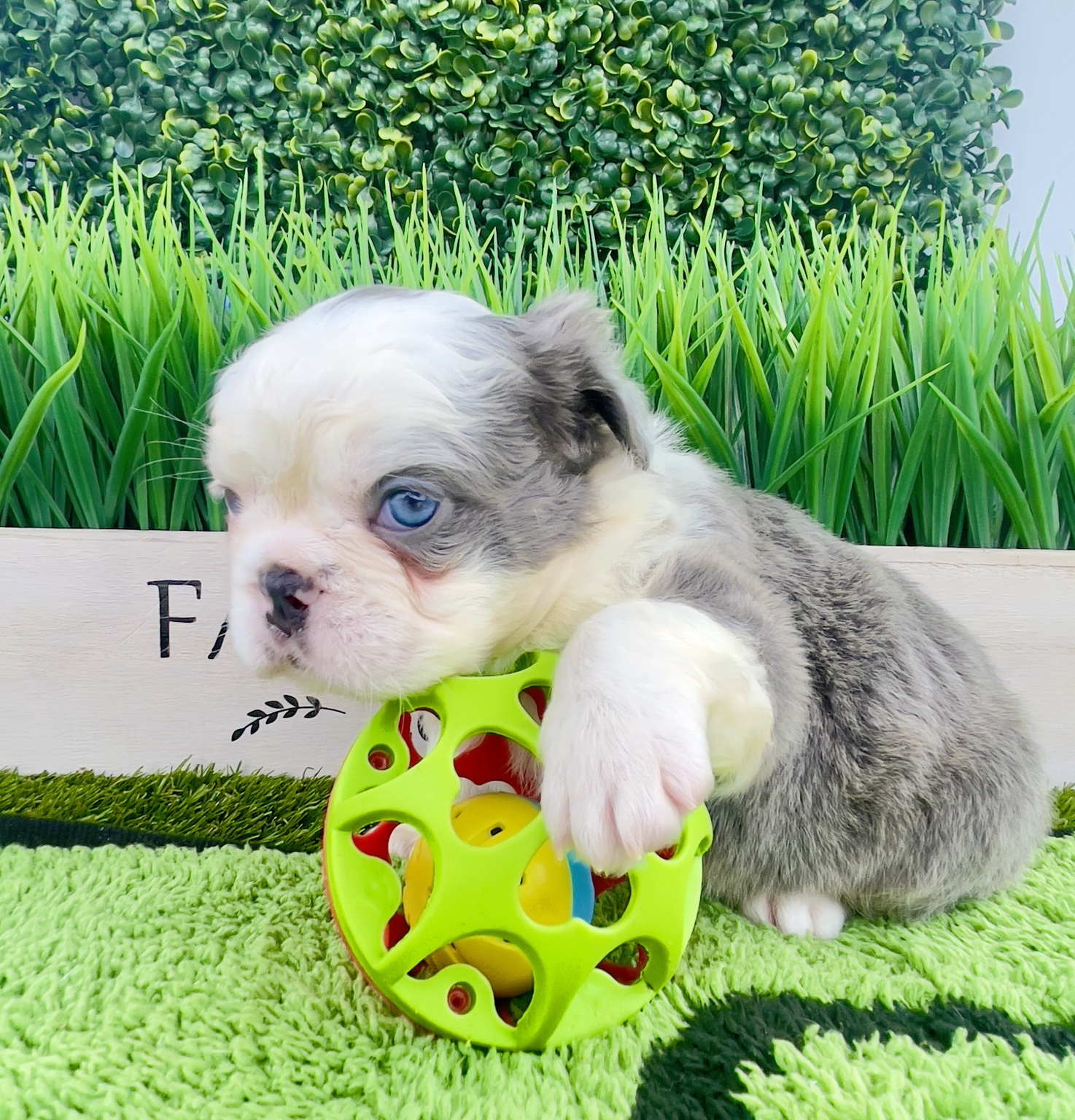 A blue and white French Bulldog puppy playing with a ball