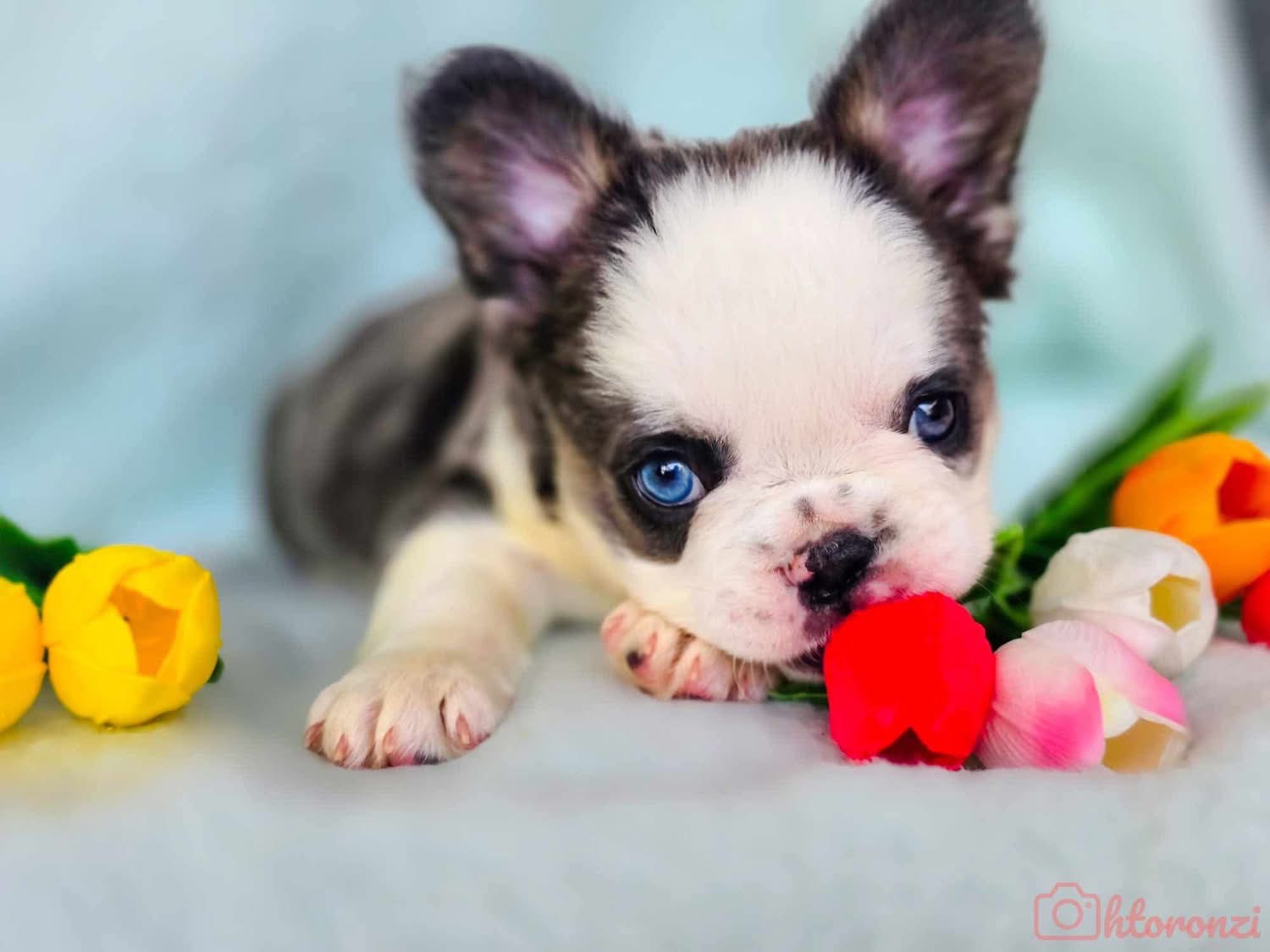 A black and white French Bulldog puppy with blue eyes among flowers