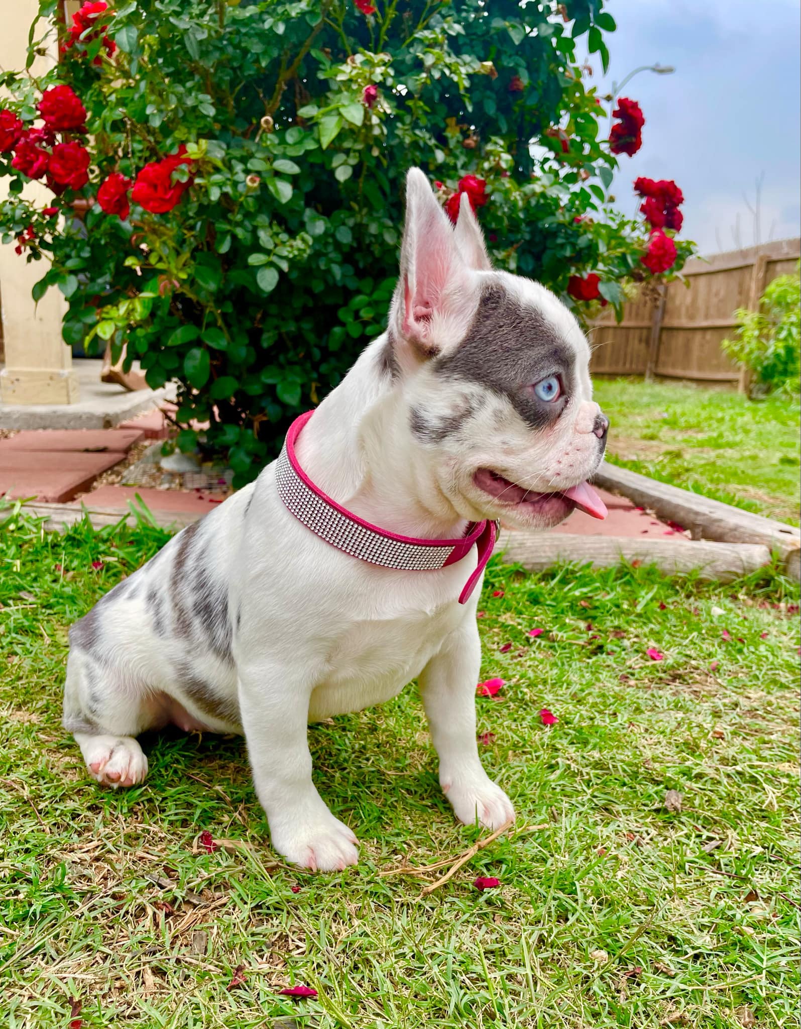 A young merle French Bulldog sitting outside near red roses