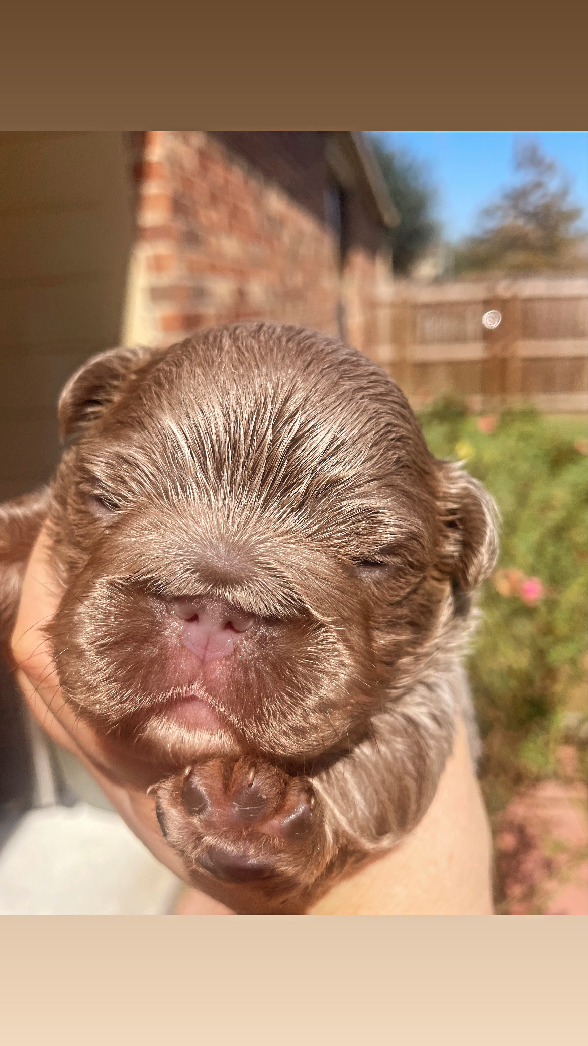 A newborn chocolate French Bulldog puppy held outside