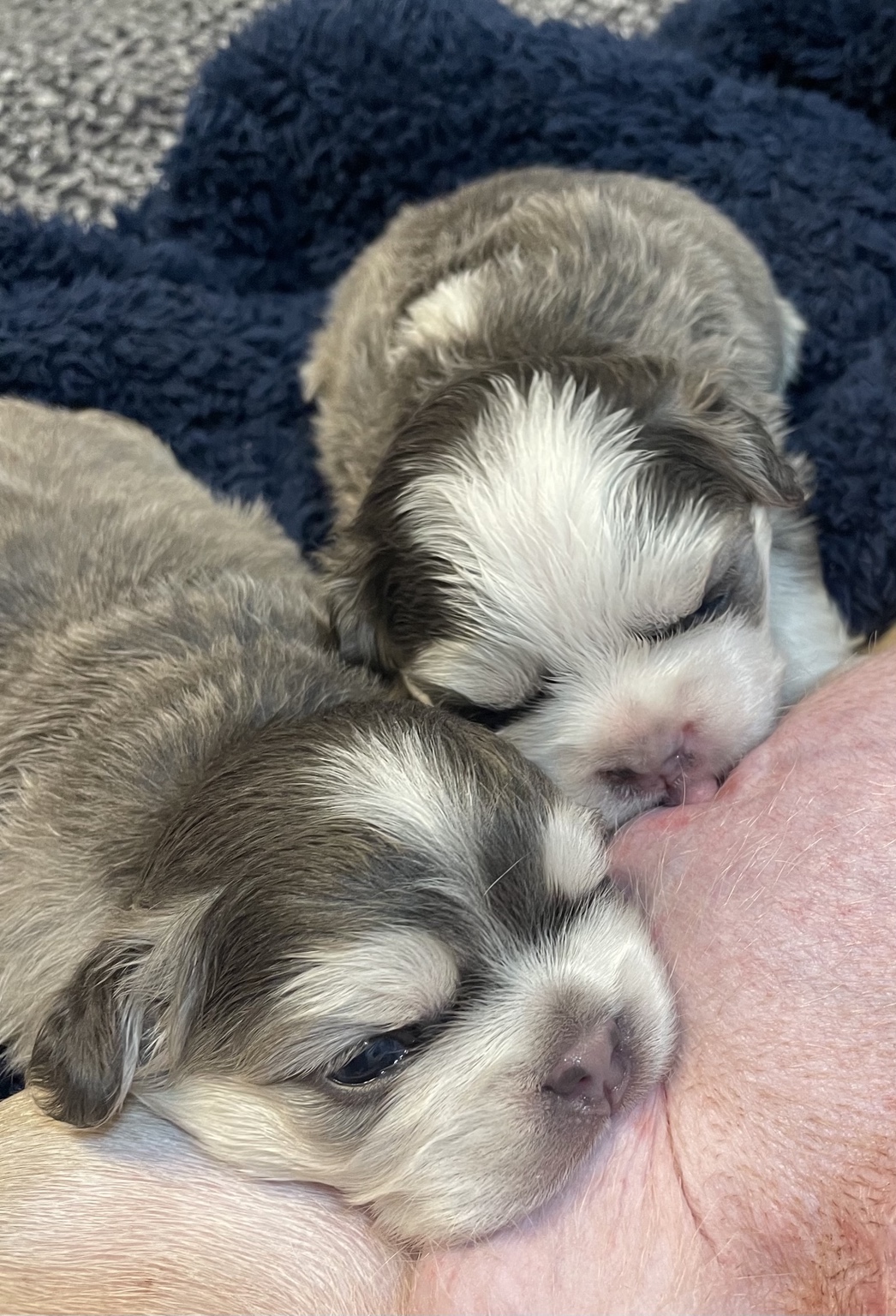 Two very young French Bulldog puppies resting together