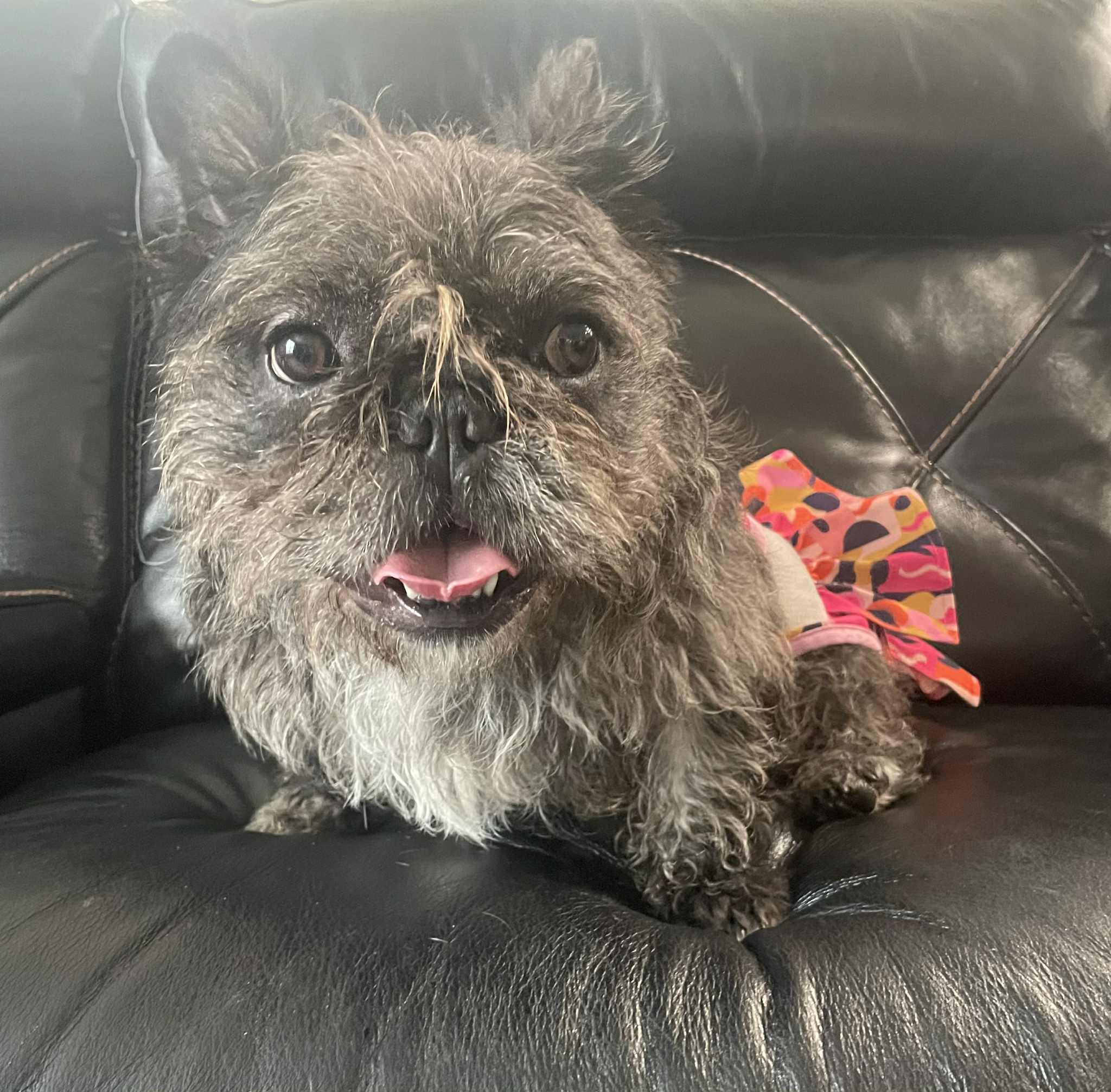 Gucci, a French Bulldog at Noble Frenchies