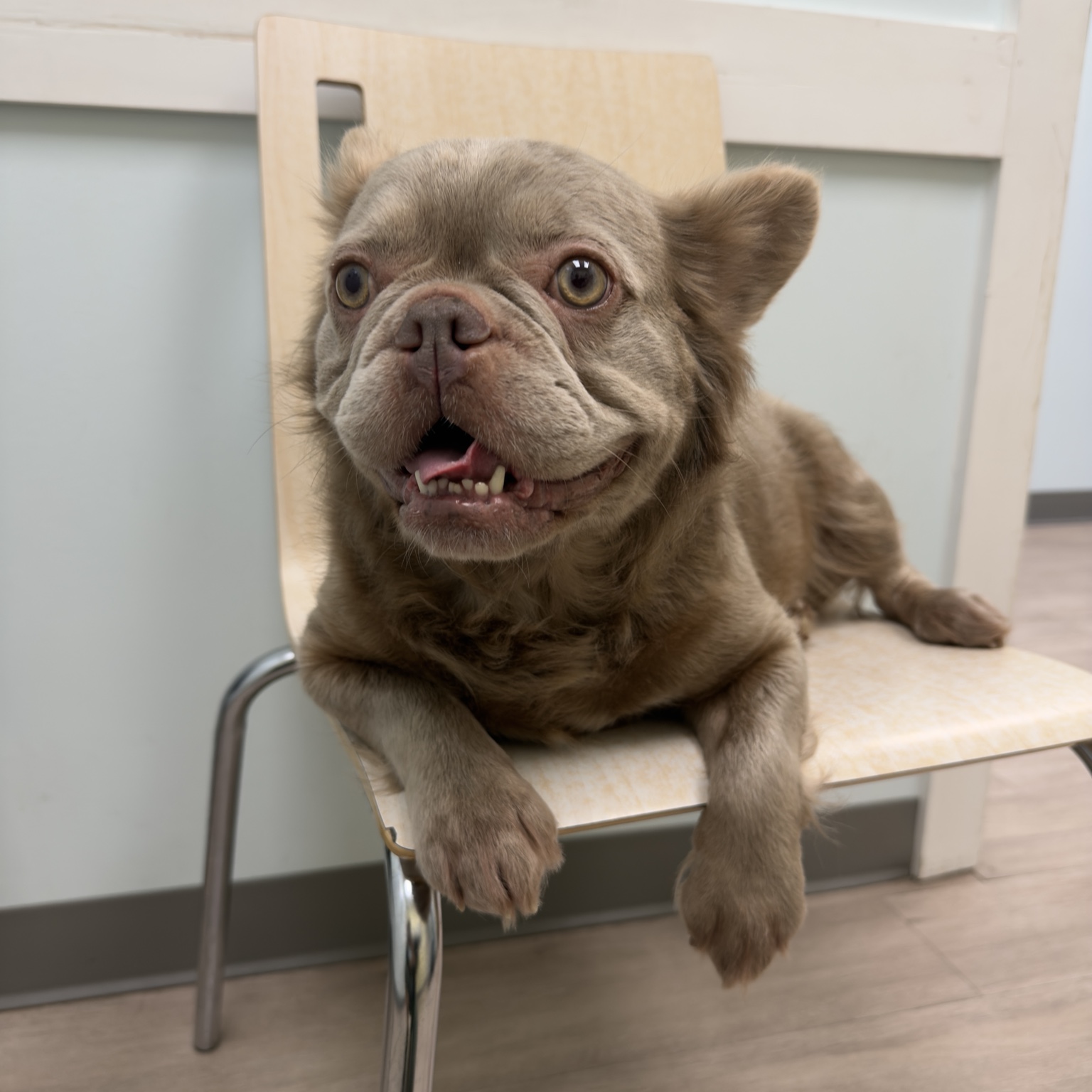 Iza, a fluffy French Bulldog
