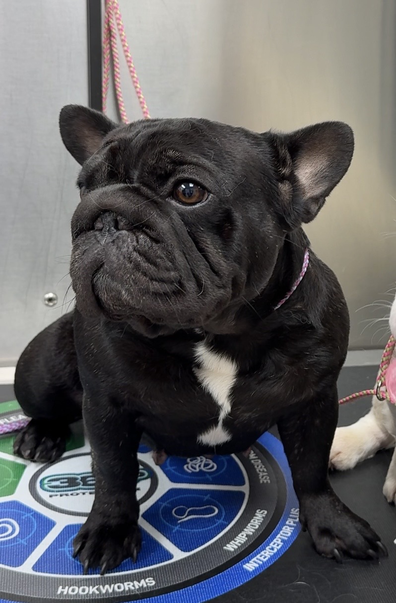 Prada, a black French Bulldog