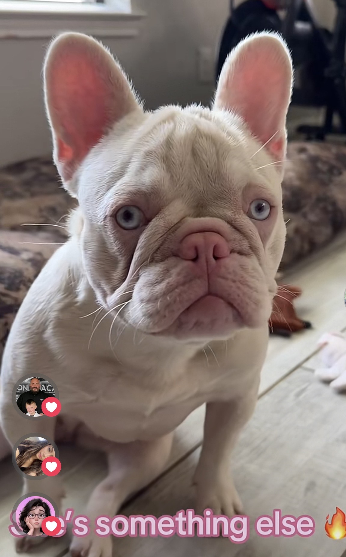 Rosie, a French Bulldog at Noble Frenchies