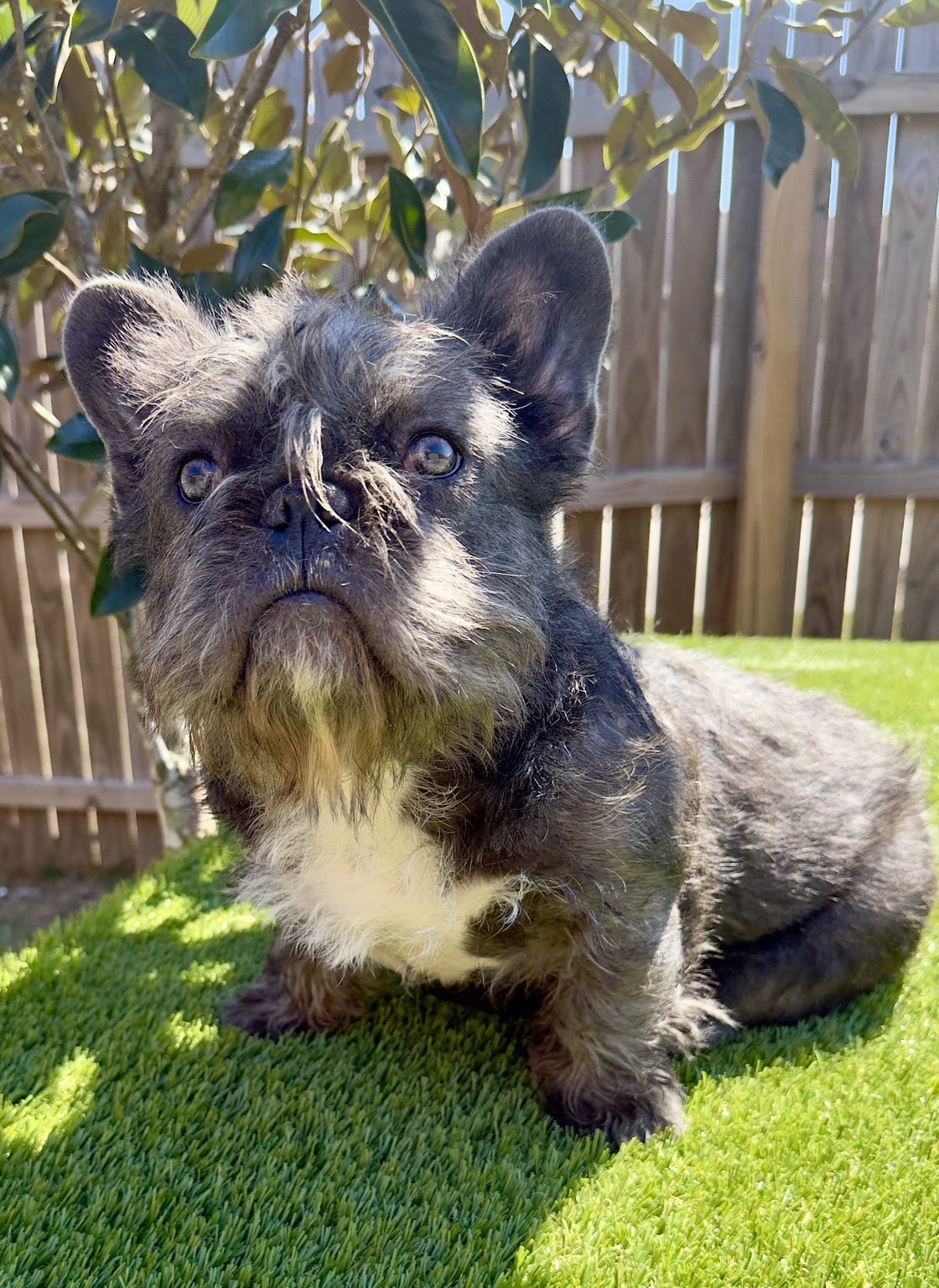 Zoey, a French Bulldog at Noble Frenchies